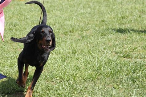 Black And Tan Coonhound Breed Information Black And Tan Coonhound