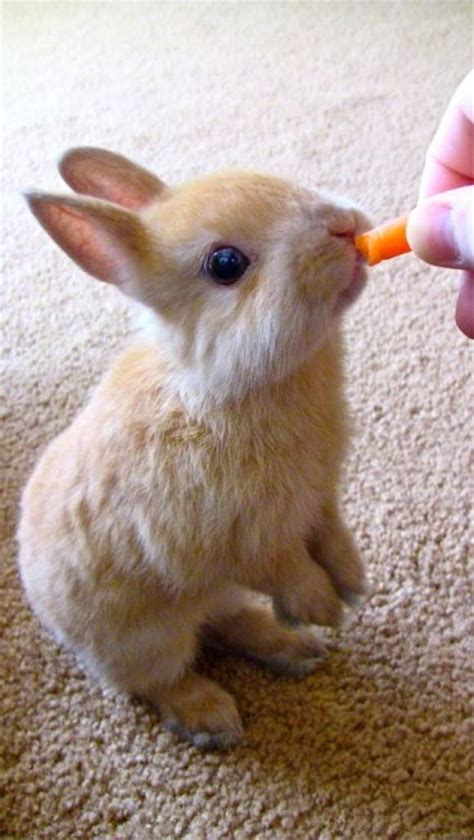 Baby Rabbit Eating A Carrot Cutest Paw Animais Bebês Mais Fofos
