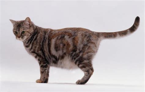 What special care does a pregnant cat need? How to Look After A Pregnant Cat - Cat Diabetes & Cat Care
