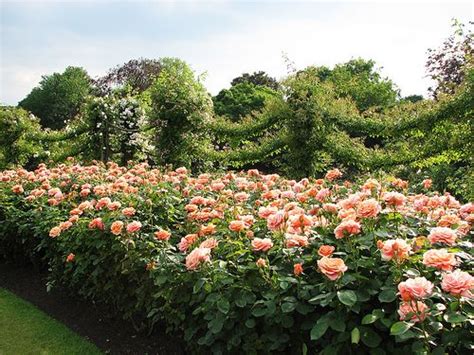Queen Mary Rose Gardens Regents Park London Rose Garden Landscape