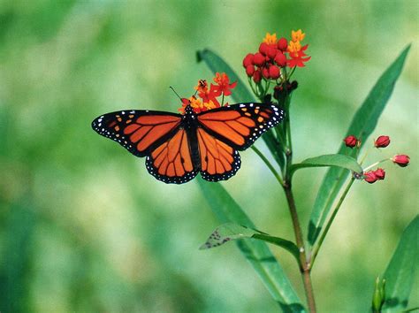 We did not find results for: Beautiful Wallpapers for Desktop: Beautiful HD Butterfly ...