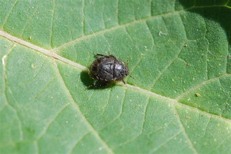 Bug Of The Week Burrowing Bug Growing With Science Blog