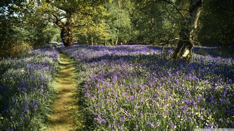 Path Spring Bluebells Flowers Beautiful Forest Ultra Hd