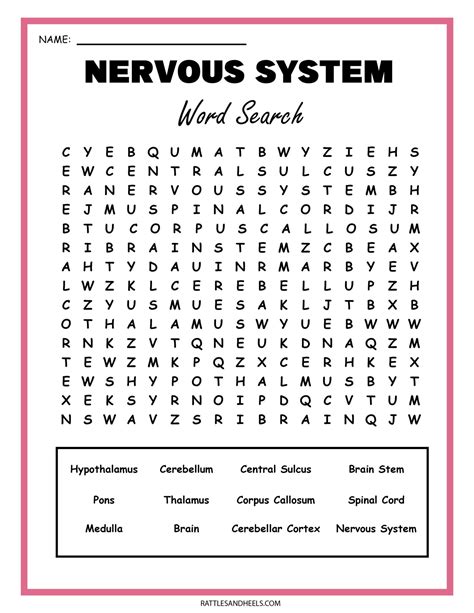 Nervous System Worksheet With Answers