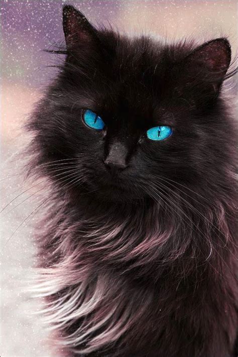 Random Musings Photo Pretty Cats Cute Animals Cat With Blue Eyes