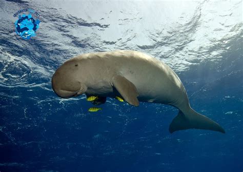 The Dugong Detective Underwater Tour