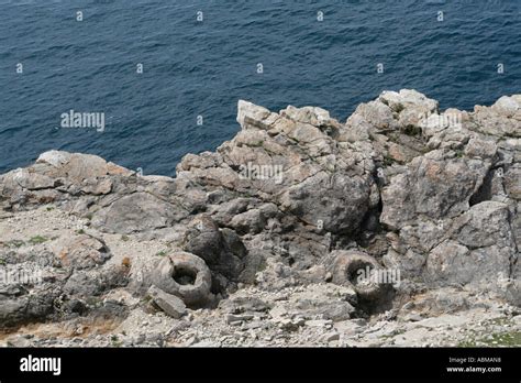 The Fossil Forest West Of Lulworth Cove Dorset England Stock Photo Alamy
