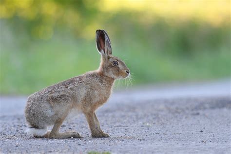 Rabbits And Hares Photo Gallery Wildlife Online