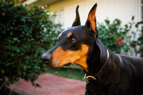 Doberman Puppies Easy Care And Everything You Need To Know