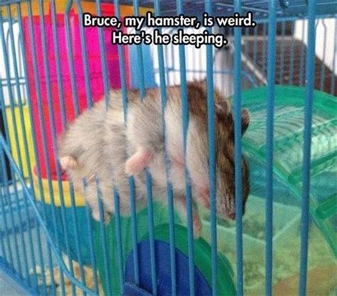 24 Best Images About Hamster Memes On Pinterest Beagle Pictures Hamsters And Nom Nom