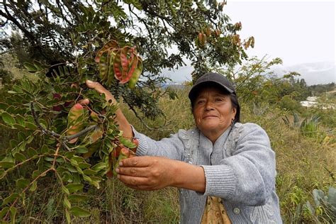 El guarango activa la asociatividad en Chimborazo y además se exporta