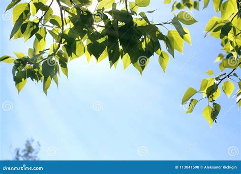 Fresh Green Leaves Of Trees On Clear Blue Sky Stock Photo Image Of