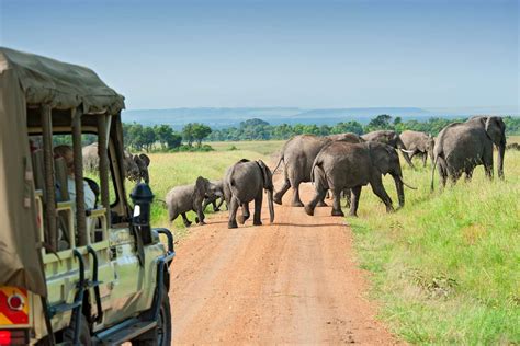 Planning Guided Safari Game Drives In Uganda Travel Guide