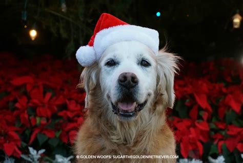 Poinsettias and other holiday plants are common sights during the holidays and some can be dangerous to your pets. Are Poinsettias Poisonous to Pets? - Golden Woofs