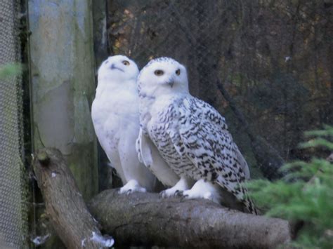 The Online Zoo Snowy Owl