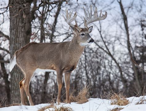 How to cook deer meat steaks? 10 Things You Need to Know About Late-Season Deer Hunting ...