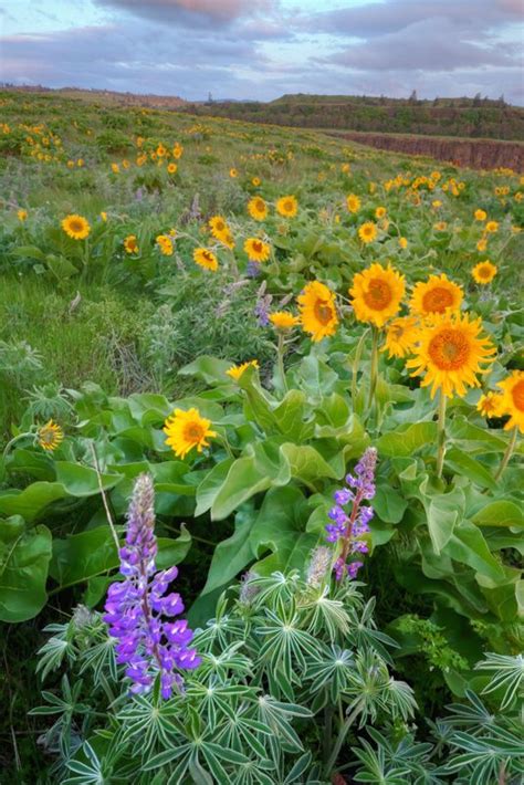 Morning Wildflowers Wild Flowers Beautiful Flowers Nature Photography