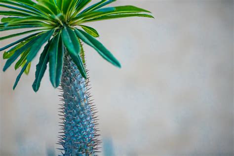 You might not notice the flowers because description light/soil/water hardiness tephrocactus articulatus var. Pointy Cactus Plant With Long Green Leaves At Its Top ...