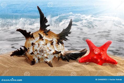 Conch Shell With Starfish Stock Image Image Of Landscape 24468903
