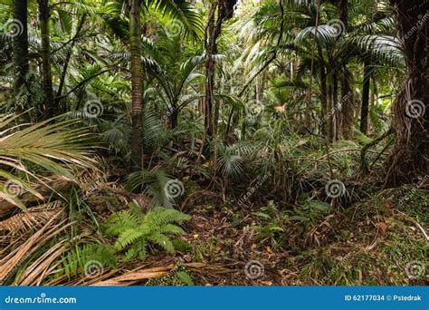 Palm Trees Growing In Tropical Rainforest Stock Photo Image Of Liana