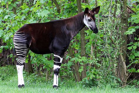 Okapis Meet Them At Zoo Leipzig