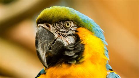 Yellow Blue Macaw Beak Parrot Bird Blur Background 4k Hd Birds