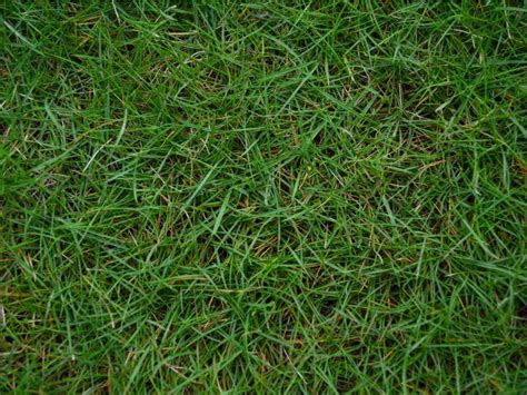 Bermuda Grass Care Tips On How To Grow Bermuda Grass