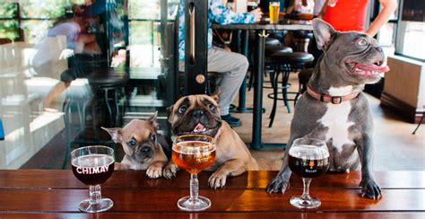 #Curiosidades : 5 lugares "Pet Friendly" ¡Los amarás ...