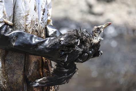 Derrame de petróleo en Ventanilla conoce los daños a la fauna marino