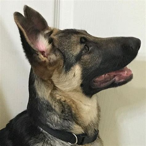 German Shepard Dog Puppy In Training Ears Are Standing Up Dog