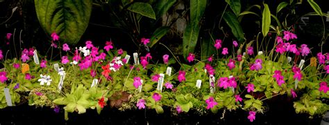 Pinguicula Mesophytica Purple Rainforest — Exotica Esoterica
