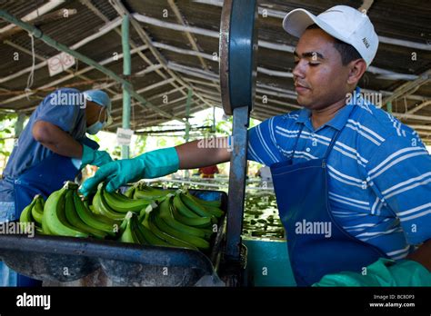 Fairtrade Banana Farmer Dominican Republic Stock Photo Alamy