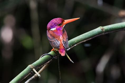 South Philippine Dwarf Kingfisher Photographed For The
