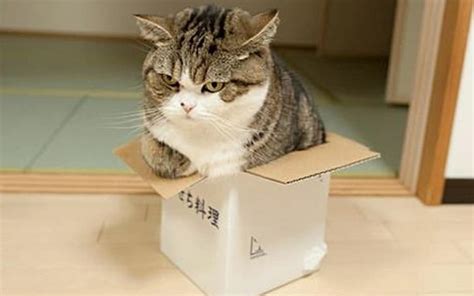 They're slept in soda box. 13 Huge Cats in Small Boxes | Top13