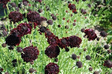 30 Black Knight Scabiosapincushion Flower Seeds New Hill Farms