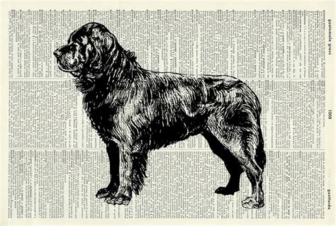 Newfoundland Dog Vintage Art Print Vintage Dictionary