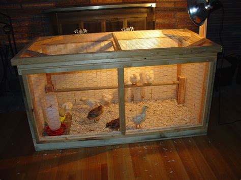 My New Chick Brooder Coop Pics Backyard Chickens Learn How To