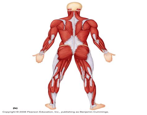 The male torso shown here from the front, back and side has a very distinctive set of muscles, which are easily visible on a reasonably fit man. Posterior view of muscles of body