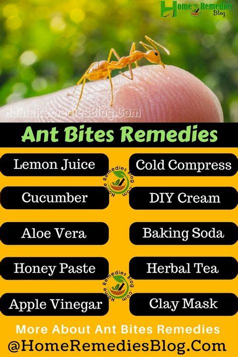 10 Soothing Home Remedies For Ant Bites Ant Bites Home Remedies For