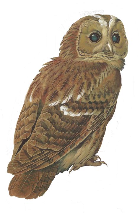 Every day new 3d models from all over the world. Tawny owl clipart - Clipground