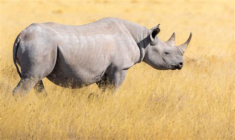 Why Is Black Rhino Endangered Hutomo