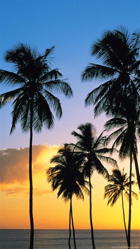 Beautiful Coconut Tree Wallpapers Walldevil Best Free Hd