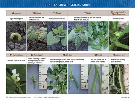 Dry Bean Growth Staging Guide Manitoba Pulse And Soybean Growers