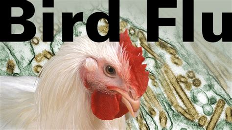 Influenza In Birds Avian Flu Avian Influenza Influenza Avian Fowl