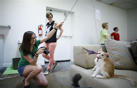 I'll be there with all the adoptable kitties from 1 to 4 pm. I can haz kittiez! See the furry felines of Dallas' first ...