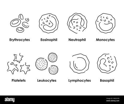 Blood Cells Color Icons Set White Blood Cells Erythrocytes Platelets
