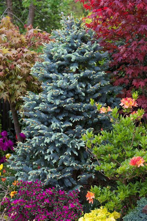 Picea Pungens Thompson With New Spring Foliage Evergreen Garden