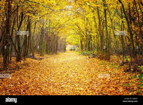Path In The Forest Stock Photo Alamy