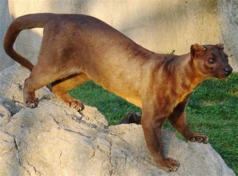 Fossa Madagascars Top Predator Animal Pictures And Facts