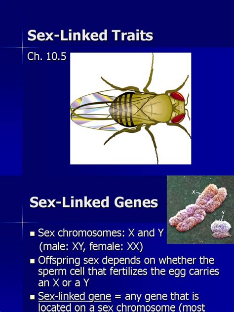 Sex Linked Characteristics Pdf Sex Sexual Reproduction